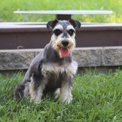 Benji/Miniature Schnauzer									Puppy/Male	/7 Weeks,Hi, I’m Benji! I’m an adorable AKC registered Miniature Schnauzer puppy with a playful personality and a heart full of love. I enjoy exploring the world around me, learning new tricks, and making every day an adventure with my favorite people. Whether I'm playing outside, chasing toys, or spending quality time together, I’m happiest right by your side. With my soft, fluffy coat, bright eyes, and irresistible Miniature Schnauzer charm, I’m sure to capture your heart from the very first moment we meet. I can’t wait to find my forever family and fill your home with love, laughter, loyal companionship, and countless happy memories!