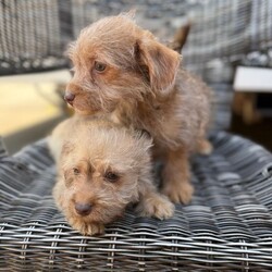 Adopt a dog:Miniature jackapoo puppies 2 little boys left /Jackapoo/Female/Sex: Male,My amazing girl has had a perfect litter of puppies. We have  2 boy