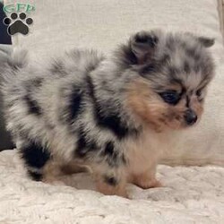 Flash/Pomeranian									Puppy/Male	/6 Weeks, Hi there! I’m Flash — tiny, fluffy, and always ready to steal the show! I’m a gorgeous purebred AKC registered Pomeranian boy, and if you’re looking for a puppy that people are going to notice everywhere you go… I think you just found him! My stunning black, tan & merle coloring is covered in beautiful markings, and when you add my thick fluffy coat, small size, and adorable teddy bear face, I’m pretty hard to resist. I was born on 6/26/26, and I’m being raised by a family, where I get plenty of attention, handling, and socialization. I’m a happy little guy too — my tiny tail always seems to be going! Whether I’m playing, exploring, or just excited to see you, I’m ready to bring a whole lot of personality inside a small package. When it’s time for me to come home, I’ll have: AKC Registration Up-to-date with shots & dewormings Microchip Health Guarantee Vet Checked Pictures show my looks… but you have to see my video! Live a little too far away to pick me up? No worries! Delivery is available right to your door for almost anywhere in the USA! Think I’m the little Pom you’ve been waiting for? Call or text today. I’m ready for a spot in your family! Love at first sight… with a little Flash!