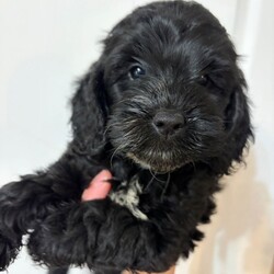 Adopt a dog:F1 Cockapoo Puppies Health Tested Parents /Cockapoo/Female/Sex: Mixed Litter,We have a beautiful litter of F1 Cockapoo puppies, born 18th June 2026, 2 girls and 1 boy