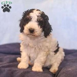 Eden/Mini Bernedoodle									Puppy/Female	/10 Weeks,Say hello to Eden! She is a totally adorable Mini Bernedoodle puppy! We estimate her to be around 45lbs full grown. You can find more info on our website for Dream Villa Pets!