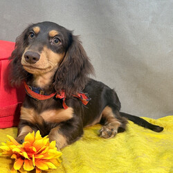 Kyle/Dachshund/Female/March 8, 2026
