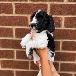 Adopt a dog:Multigen Australian labradoodles /Australian Labradoodle/Female/Sex: Mixed Litter,Beautiful Australian Labradoodle Puppies Looking for Their Forever Home