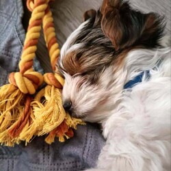 Adopt a dog:Gorgeous Tiny Biewer Yorkshire Terrier Puppies/Biewer Terrier/Female/Sex: Mixed Litter,Beautiful Biewer Yorkshire Terrier Puppies – 1 Girls and 1 Boys Available in Telford