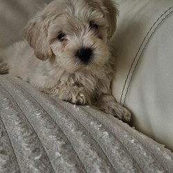 Adopt a dog:Shihpoo/Shihpoo/Female/Sex: Mixed Litter,Hi I have a lovely litter of shihpoo mum and dad can be seen on viewing puppies have their first vaccination and microchip second vaccination is free and it is a free micro chip changeover they have been warmed and flea are upto date and dad is pta eye test clear paper work to show