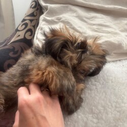 Adopt a dog:Georgeus Yorki boy for sale/Yorkshire Terrier/Female/Sex: Male,Here we have our beautiful Yorkshire terrier males they are fully wended from mummy now see the vet and received he’s vaccination fle treatment microchip and fully health check please call for detail