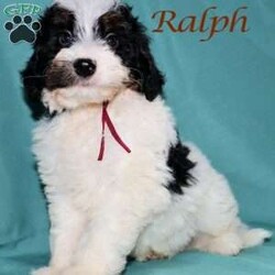 Ralph/Bernedoodle									Puppy/Male	/May 22nd, 2026,Male Bernedoodle puppy that is family raised and well socialized.  Both parnets are genetic health tested.   