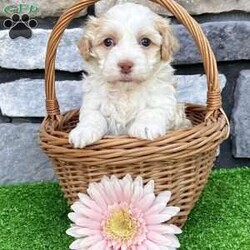 Rayne/Havanese									Puppy/Female	/6 Weeks, Hi! My name is Rayne, and I think we just found each other! I’m a gorgeous purebred AKC registered Havanese puppy with a beautiful cream and white coat that’s as soft as a fluffy little cloud. I may be tiny now, but I have a huge heart and can’t wait to spend my days making my forever family smile! I was born on 6/25/26 and have been lovingly family raised, so I’m growing up surrounded by people, cuddles, and plenty of playtime. I’m curious, affectionate, and always ready to follow my favorite person wherever they go. Whether we’re going on adventures or relaxing on the couch, I’ll be your loyal little sidekick every step of the way. Here’s what I’ll bring home with me: AKC Registration Up-to-date on shots & dewormings Microchipped Health Guarantee Family raised & well socialized! Watch my video to see my sweet personality come to life! Delivery is available right to your door for almost anywhere in the USA! I can’t wait to find the family that’s meant just for me. Call or text today at and let’s start making memories together!