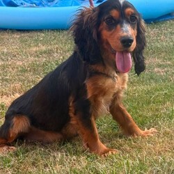 Adopt a dog:Cockapoo /Cockapoo/Female/Sex: Female,Here are my beautiful cockapoo puppies all 3 are adorable girls each one has their own character little teddy bears apsalutley adorable bundles of joy mum is our family pet she is a Black and Tan cocker spaniel with a brilliant temperament and great with children these puppies are being raised in a busy family home they have been wormed with drontal puppy wormer and frontline flea spray they have started their diet on doctor johns puppy biscuits which seems to suit them they will be leaving for there new forever homes with sample of the puppy biscuit a bowl and blanket with mum and siblings scent on to help them settle in any questions or viewings most welcome