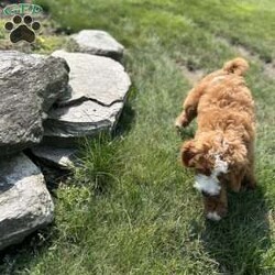 Rex/Mini Bernedoodle									Puppy/Male	/14 Weeks,Meet Rex!   He is our very energetic but sweet mini Bernedoodle! Rex loves exploring but comes back to make sure your close.  He will make a great addition to your home.  His mother Zoey is an F1b Bernedoodle and his father Jerry is a 13# poodle.  Zoey is very gentle and loyal, and Rex will be the same!  Rex will be 30-45#.  Message to set up a time to visit or FaceTime with Rex!
