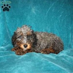 Tina/Miniature Poodle									Puppy/Female	/13 Weeks,Say hello to this adorable and curly Miniature Poodle puppy with lots of love to share! This purebred cutie comes up to date on shots and dewormer and is vet checked. The breeder has been carefully socializing this puppy as well! Please feel free to reach out if you would like to reserve or meet them!