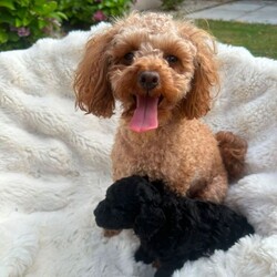 Toy poodles /Toy Poodle/Female/Sex: Male,Proud to announce my beautiful girl peach has had 2 Beautiful boys that have been Brought  up in a loving family home I'm only looking for the best homes for our puppies as they love company of people and are deserving of a lot of time love care and attention. puppies are regularly wormed vet checked mum and dad are both health tested Mum is the sweetest girl, who is very fit & healthy. She is so sweet and happy and She's so clever and so affectionate she loves people of all ages especially children 