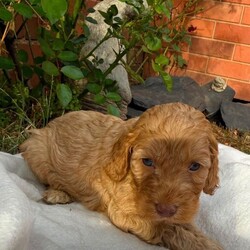 Adopt a dog:Cockapoo /Cockapoo/Female/Sex: Female,Here are my beautiful cockapoo puppies all 3 are adorable girls each one has their own character little teddy bears apsalutley adorable bundles of joy mum is our family pet she is a Black and Tan cocker spaniel with a brilliant temperament and great with children these puppies are being raised in a busy family home they have been wormed with drontal puppy wormer and frontline flea spray they have started their diet on doctor johns puppy biscuits which seems to suit them they will be leaving for there new forever homes with sample of the puppy biscuit a bowl and blanket with mum and siblings scent on to help them settle in any questions or viewings most welcome