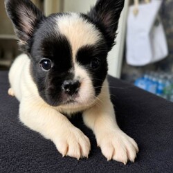 Fluffy French bulldog/French Bulldog/Female/Sex: Mixed Litter,These fluffy frenchies are fully vaccinated and socialised with other dogs and children. They each have their own personalities and are looking for the perfect family to be a part of.
