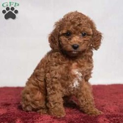 Opal/Cavapoo									Puppy/Female	/11 Weeks,Opal is a cute little Cavapoo looking for her forever home! She is a laid-back puppy with a sweet personality. Have you decided to add some sweetness to your home? Then look no further than this sweetheart! 