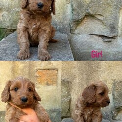Adopt a dog:Beautiful Cockapoo Puppies/Cockapoo/Female/Sex: Mixed Litter,3 gorgeous Cockapoo babies left from a stunning litter out of our lovely family dog Margot.