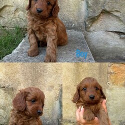 Adopt a dog:Beautiful Cockapoo Puppies/Cockapoo/Female/Sex: Mixed Litter,3 gorgeous Cockapoo babies left from a stunning litter out of our lovely family dog Margot.