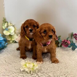 King Charles cavalier spaniel pups /Cavalier King Charles Spaniel/Female/Sex: Mixed Litter,My beautiful litter of King Charles cavalier puppies are looking to go to there new homes from the 12th of august we have both girls and boys still available they will go away vet checked 1st vaccination microchipped and wormed up to date and a little puppy pack if you would like to arrange a viewing or have further questions please call or text thanks for looking 