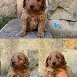 Adopt a dog:Beautiful Cockapoo Puppies/Cockapoo/Female/Sex: Mixed Litter,3 gorgeous Cockapoo babies left from a stunning litter out of our lovely family dog Margot.