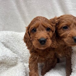 Adopt a dog:Cavapoo puppies/Cavapoo/Female/Sex: Mixed Litter,Welcome to these totally stunning beautiful Cavapoo puppies who are dark ruby red mam is a cavalier King Charles who has done the most amazing job in raising her babies to just be like her gentle in every way and loves cuddles and play they have the most amazing coats with beautiful curls which come from mam and dad . Dad is a miniature poodle who was red in colour and had the most amazing nature about him and with poodles being hypoallergenic and none shedding these coats and curls have to be seen to be believed they will be vaccinated and flead and wormed by the vet and microchipped and health checked aswell we can facilitate video calls and private viewings aswell they will leave with a puppy pack and a lifetime of support xxc