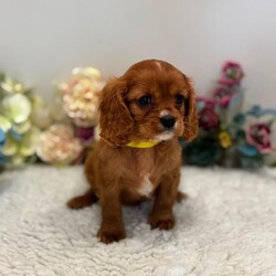 King Charles cavalier spaniel pups /Cavalier King Charles Spaniel/Female/Sex: Mixed Litter,My beautiful litter of King Charles cavalier puppies are looking to go to there new homes from the 12th of august we have both girls and boys still available they will go away vet checked 1st vaccination microchipped and wormed up to date and a little puppy pack if you would like to arrange a viewing or have further questions please call or text thanks for looking 