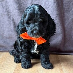 Adopt a dog:F1 Cockapoo Puppies Health Tested Parents /Cockapoo/Female/Sex: Mixed Litter,We have a beautiful litter of F1 Cockapoo puppies, born 18th June 2026, 2 girls and 1 boy
