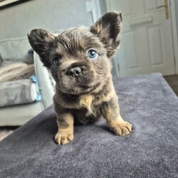 Fluffy French bulldog/French Bulldog/Female/Sex: Mixed Litter,These fluffy frenchies are fully vaccinated and socialised with other dogs and children. They each have their own personalities and are looking for the perfect family to be a part of.