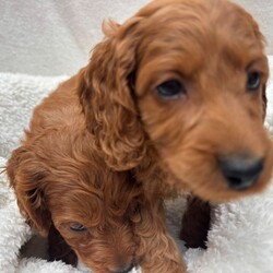 Adopt a dog:Cavapoo puppies/Cavapoo/Female/Sex: Mixed Litter,Welcome to these totally stunning beautiful Cavapoo puppies who are dark ruby red mam is a cavalier King Charles who has done the most amazing job in raising her babies to just be like her gentle in every way and loves cuddles and play they have the most amazing coats with beautiful curls which come from mam and dad . Dad is a miniature poodle who was red in colour and had the most amazing nature about him and with poodles being hypoallergenic and none shedding these coats and curls have to be seen to be believed they will be vaccinated and flead and wormed by the vet and microchipped and health checked aswell we can facilitate video calls and private viewings aswell they will leave with a puppy pack and a lifetime of support xxc