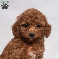 Opal/Cavapoo									Puppy/Female	/11 Weeks,Opal is a cute little Cavapoo looking for her forever home! She is a laid-back puppy with a sweet personality. Have you decided to add some sweetness to your home? Then look no further than this sweetheart! 