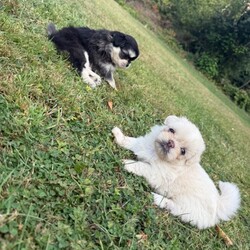 Adopt a dog:Puppies /Pomeranian/Female/Sex: Mixed Litter,I have 3 lovely girls and 2 males puppies mix breed of Pomeranian and Shih Tzu they are very well cared for and are very playful and child friendly, born on the 6th on June, they have had their first vaccination, and will be ready for sale in one week making them 1 month and 4 weeks old