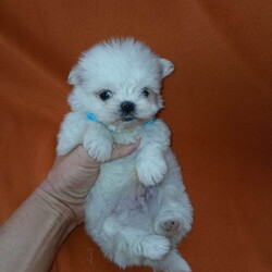 Adopt a dog:Korean maltese/Maltese/Female/Sex: Mixed Litter,My beautiful girl has had an amazing litter of pups these babys have been delitful to have in are family these tiny bundels of joy will make the perfect addition to any family they are well used to kids and other animals and are used to most house hold noises they have been worm and flea treated every 2 weeks from birth and will be michrochipped and 1st vacation before they leave mum is are loved family pet and can be seen when veiwing her babys dad was a beautiful korean maltese boy we used and was realy nice manerd wee boy these babys are tiny as both mum and dad are tiny pups will have a scent blanket to help them settle in please get in touch to make a veiwing or for more info £200 deposit to secure puppy of choice