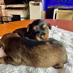 Purebred Yorkshire Terrier Puppies (Yorkie) - available /Yorkshire Terrier/Female/Sex: Mixed Litter,3 beautiful Yorkie puppies. Born on 15th July and ready to leave on 9th September.