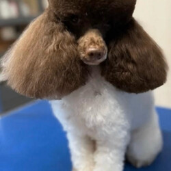 Toy poodles /Toy Poodle/Female/Sex: Male,Proud to announce my beautiful girl peach has had 2 Beautiful boys that have been Brought  up in a loving family home I'm only looking for the best homes for our puppies as they love company of people and are deserving of a lot of time love care and attention. puppies are regularly wormed vet checked mum and dad are both health tested Mum is the sweetest girl, who is very fit & healthy. She is so sweet and happy and She's so clever and so affectionate she loves people of all ages especially children 
