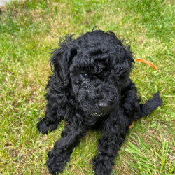 Toy poodles /Toy Poodle/Female/Sex: Male,Proud to announce my beautiful girl peach has had 2 Beautiful boys that have been Brought  up in a loving family home I'm only looking for the best homes for our puppies as they love company of people and are deserving of a lot of time love care and attention. puppies are regularly wormed vet checked mum and dad are both health tested Mum is the sweetest girl, who is very fit & healthy. She is so sweet and happy and She's so clever and so affectionate she loves people of all ages especially children 