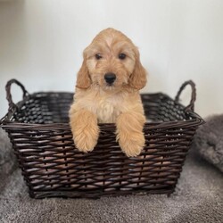 Miniature cockapoo puppies PRA Clear show type/Cockapoo/Female/Sex: Male,Hi I am now taking viewings for my beautifully litter of miniature PRA clear cockapoo puppies Mum sandy has been amazing she's a show type cocker spaniel our family pet. Dad’s also our family pet his a toy poodle who loves to play. Puppies have been health checked first and second vaccination and are all up-to-date with worming and fleeing and  also microchipped. Mum and dad can both be seen when viewing puppies please feel free to give me a call to arrange a viewing or for any more information thank you. 