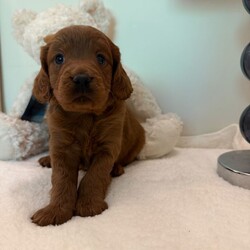 Adorable Cavapoo Puppies ready next 14/8/Cavapoo/Female/Sex: Mixed Litter,Beautiful Ruby Red Cavapoo Puppies – 3 Boys & 1 Girl Available