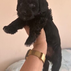 Cockapoo mix puppies/Cockapoo/Female/Sex: Male,Cockapoo mix with Norfolk Terrier. One boy & Three girls left . Five weeks old ..  ready for their forever home 29 th August. 