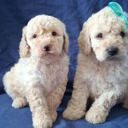 F1b minature cockapoos, dna tested clear!/Cockapoo/Female/Sex: Mixed Litter,Six beautiful pups born to our family and we are looking for the perfect homes for them. Girls have pretty bows. Dad is a miniature poodle and mum is a miniature cockapoo meaning the pups tend to be more curly as have more poodle in them and more hypogenic particularly low shedding with is fantastic for asthma or allergies suffering persons and perhaps people that value more tidy clean homes. Both parents have had full genetic testing prior to breeding to ensure puppies are bred to the highest standard available. Puppies are fully clear on all tests completed and associated to the breed of spanials and poodles that create the cockapoos. Puppies are certified clear on the following: