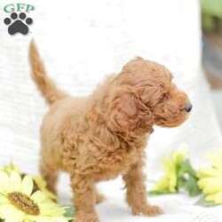 Levi F1BB/Mini Goldendoodle									Puppy/Male	/8 Weeks,Meet our adorable and cuddly Mini Golden Doodles! They are well loved by my family and get lots of dedicated attention daily! 