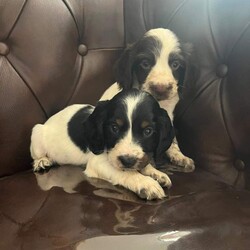 Adopt a dog:I have 5 beautiful cock spaniel for sale/Cocker Spaniel/Female/Sex: Mixed Litter,have 5 beautiful cock spaniel for sale Good with other kids and pets mum and dad family pets so playful and full of love looking for there forever loving home base in Barnsley/Wakefield area