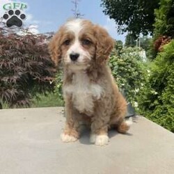 Mickey/Cavapoo									Puppy/Male	/7 Weeks,Meet Mickey; I am an energetic Cavapoo puppy waiting to give you puppy kisses. I am up to date on all wormers and vaccines, if interested in getting to know me more. Call or text the breeder.