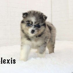 Alexis/Pomsky									Puppy/Female	/7 Weeks