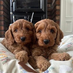 Adopt a dog:F1 Fox Red cockapoo pups /Cockapoo/Female/Sex: Mixed Litter,Dad a registered miniature poodle and mum a registered cocker spaniel. Both are family pets and can be seen when viewing the pups. All pups will be health vet checked,microchipped, fleed and wormed before going to their new homes.