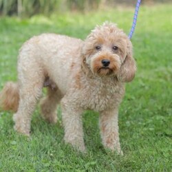 Levi F1BB/Mini Goldendoodle									Puppy/Male	/8 Weeks,Meet our adorable and cuddly Mini Golden Doodles! They are well loved by my family and get lots of dedicated attention daily! 