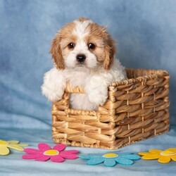 Aberdeen/Cavachon									Puppy/Female	/9 Weeks,These sweet little Cavachon puppies are looking for their forever families! They have been lovingly family raised and are accustomed to being around children, giving them a wonderful start to life as happy, confident companions.