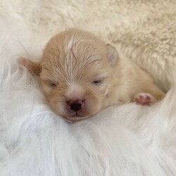 Outstanding KC Creme Pom boys available /Pomeranian/Female/Sex: Male,Here I have the most striking two Creme KC Pom boys available , 