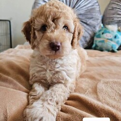 Adopt a dog:Outstanding Cavapoo Puppies /Cavapoo/Female/Sex: Mixed Litter,Outstanding Cavapoo Puppies – Raised with Love & Well Socialised