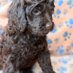 Adopt a dog:Ready now  F1B Cockapoo Puppies 5 left /Cockapoo/Female/Sex: Mixed Litter,We are delighted to introduce our beautiful litter of 8 Cockapoo puppies — 4 boys and 4 girl