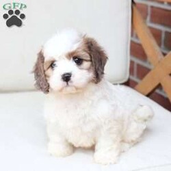 Jackson/Cavachon									Puppy/Male	/June 27th, 2026,Jackson is one of four in his litter, with an approximate adult weight of 12 to 18 pounds .