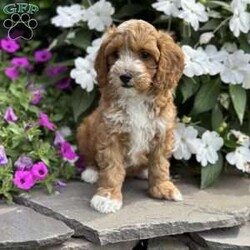 Cooper/Cockapoo									Puppy/Male	/June 16th, 2026,  Cooper is a playful, adorable F1b cockapoo puppy who will bring happiness and fun to your home. He has been loved cared for by our family and our four children and will be a wonderful addition to your family. He is brown with gentle curls. His mom is a cockapoo who weighs 28 pounds and his dad is a purebred red miniature poodle who weighs about 12 pounds. His adult weight should be around 18-20lbs. He comes with a one-year health guarantee. Cockapoos are hypoallergenic with little to no shedding. Will ship within the United States for an additional cost. Text or call Rodney at for additional pictures or videos.